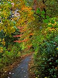 Maple Trail